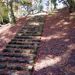 もみじの落ち葉の写真