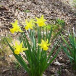 らっぱすいせんの写真1