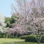 サクラたちの写真