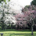しだれ桜の写真