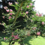 サルスベリの写真2