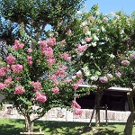 サルスベリの写真3