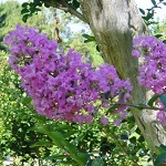 サルスベリの写真1