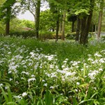 しゃが(射干)の写真1