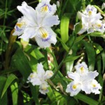 しゃが(射干)の写真2