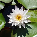 スイレンの写真1