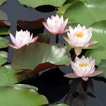 スイレンの写真2