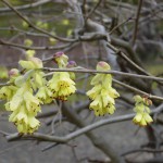 とさみずきの写真