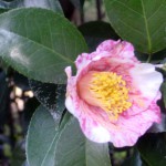 つばき(椿)の写真1