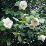 つばき(椿)の写真2