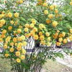 やまぶきの写真