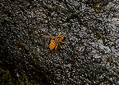 宝山寺の見どころ5-4