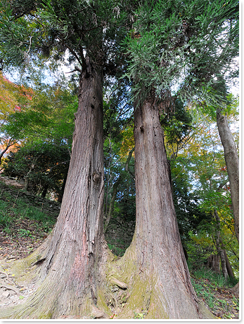 長谷寺の見どころ3-1