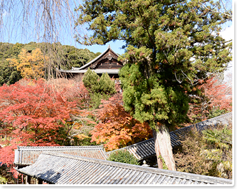 写真：長谷寺の見どころ4