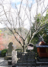 サブ写真：長谷寺の見どころ5