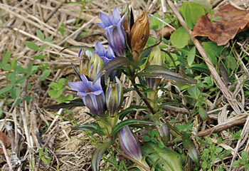 写真：日本唯一の私営薬園「森野旧薬園」宇陀松山は薬のまち2
