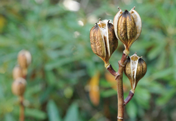 写真:日本唯一の私営薬園「森野旧薬園」宇陀松山は薬のまち3