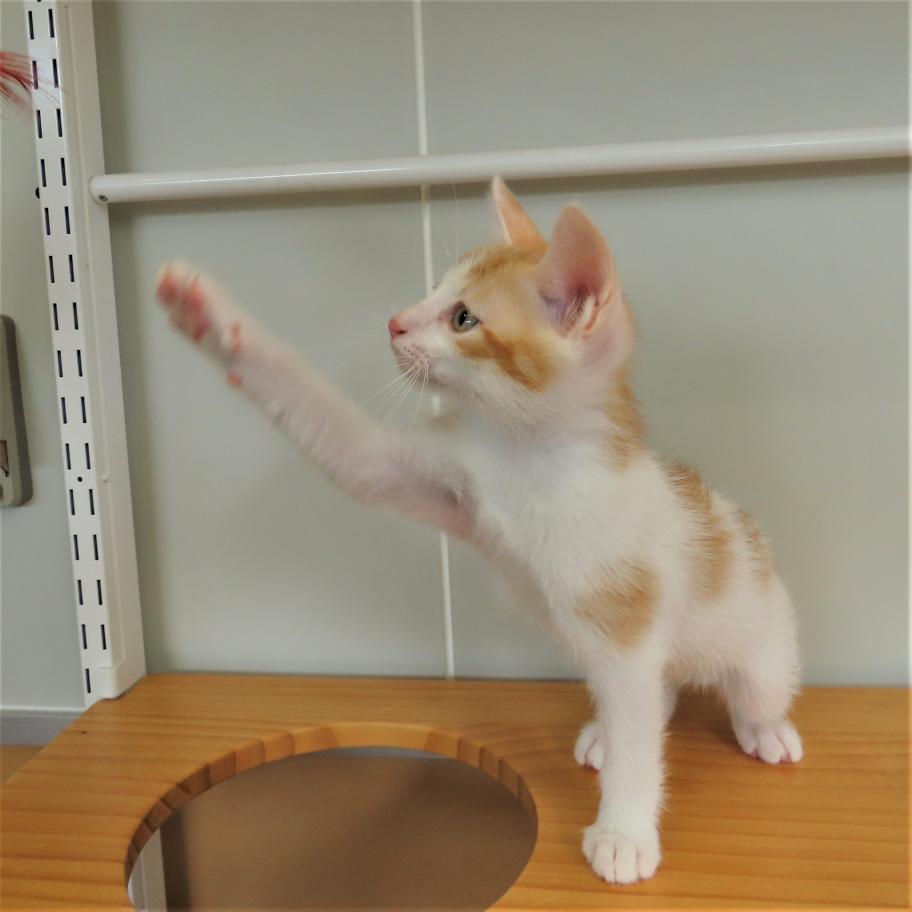 がんも3
