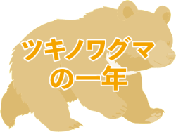 ツキノワグマの一年