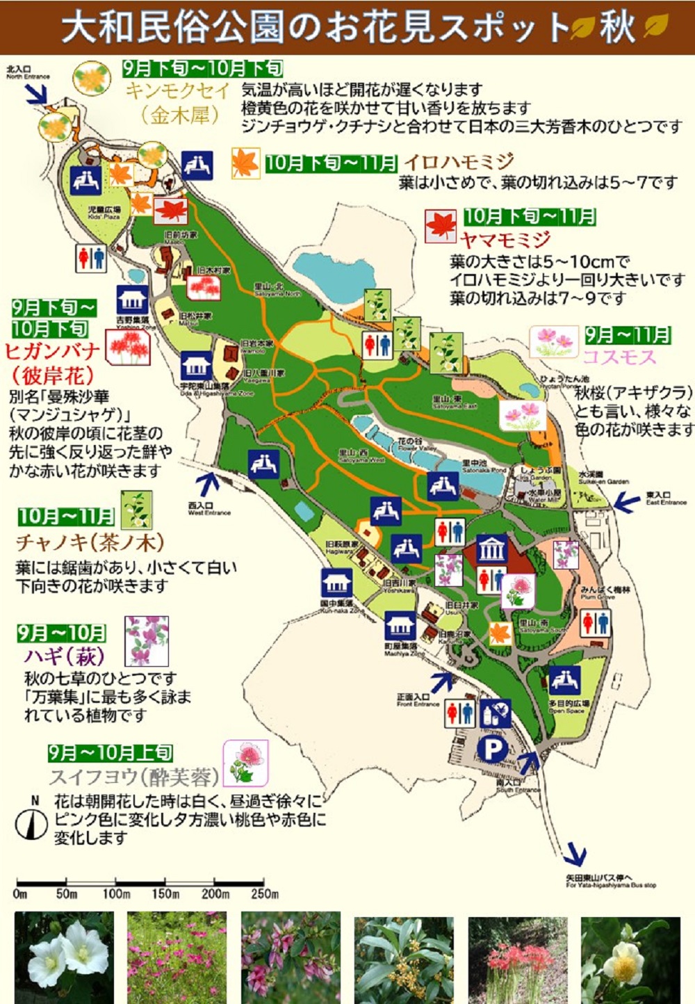 お花見スポット　秋編