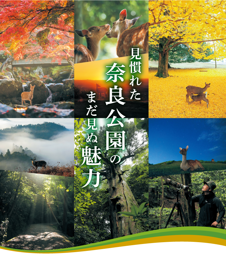 見慣れた奈良公園のまだ見ぬ魅力