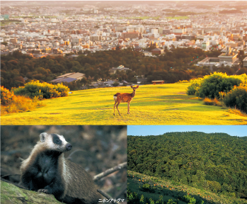 奈良公園の知られざる風景1