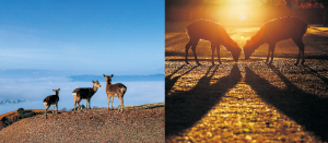 奈良公園の知られざる風景2