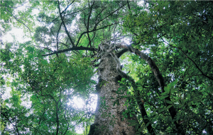 春日山原始林を未来へつなぐ会1