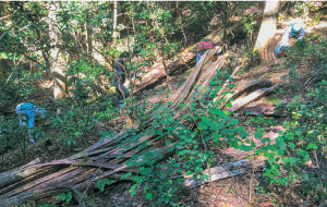 春日山原始林を未来へつなぐ会2