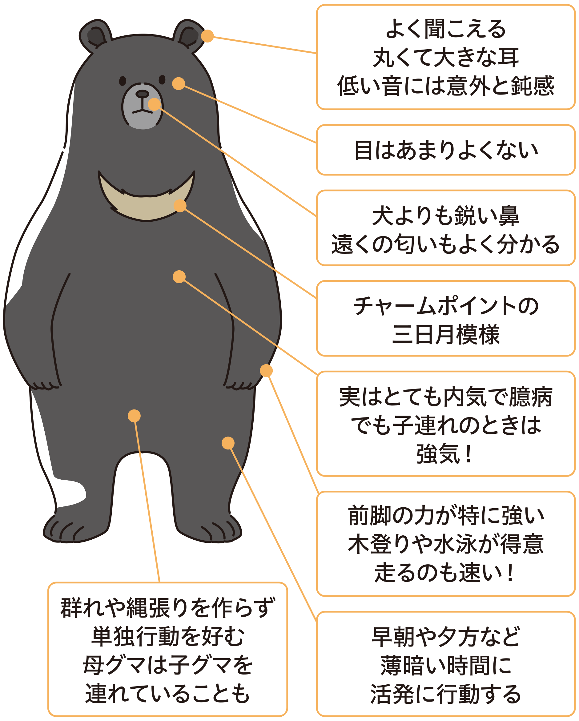 ツキノワグマの特徴