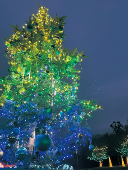 きらめきマルシェの写真