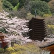 十三重塔を望む談山神社境内