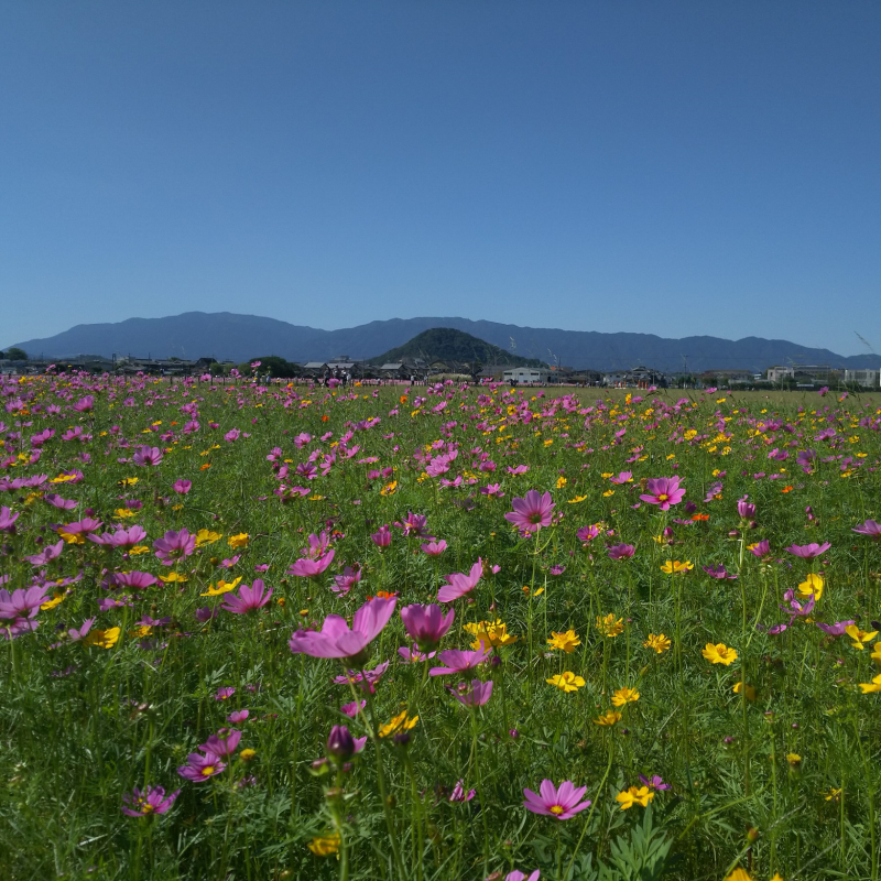 畝傍山への眺望とコスモス