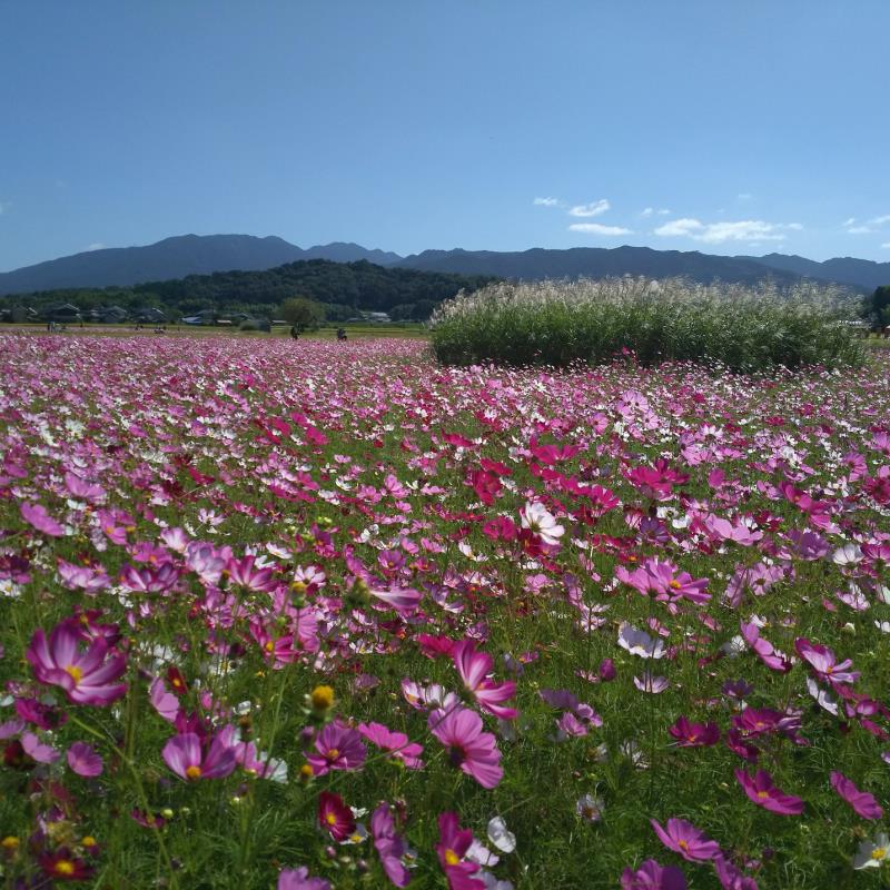 天香具山への眺望とコスモス