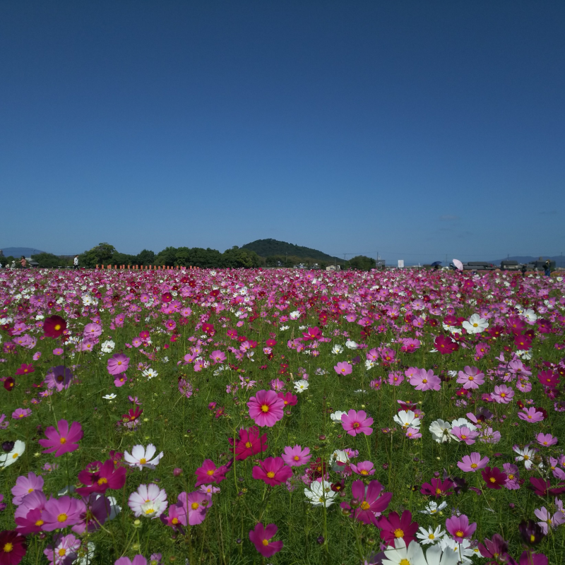 耳成山への眺望とコスモス