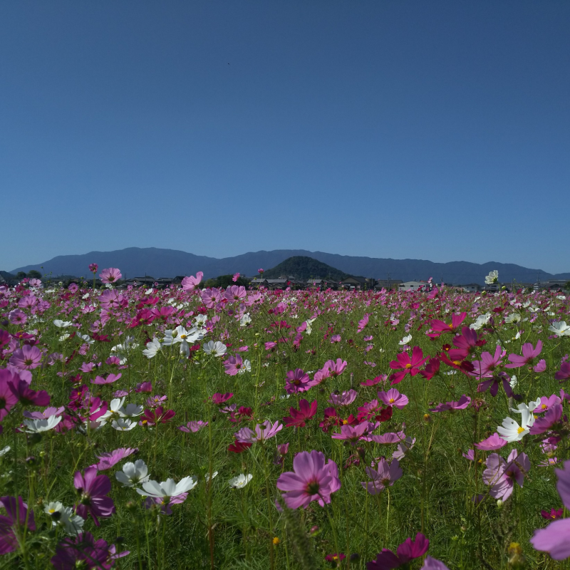 畝傍山への眺望とコスモス