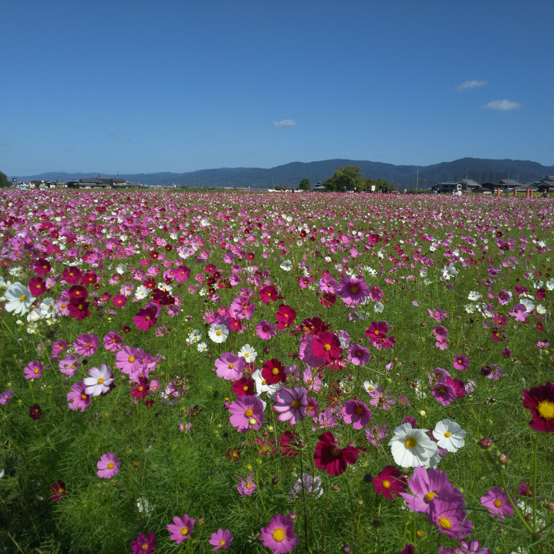 大和青垣への眺望とコスモス
