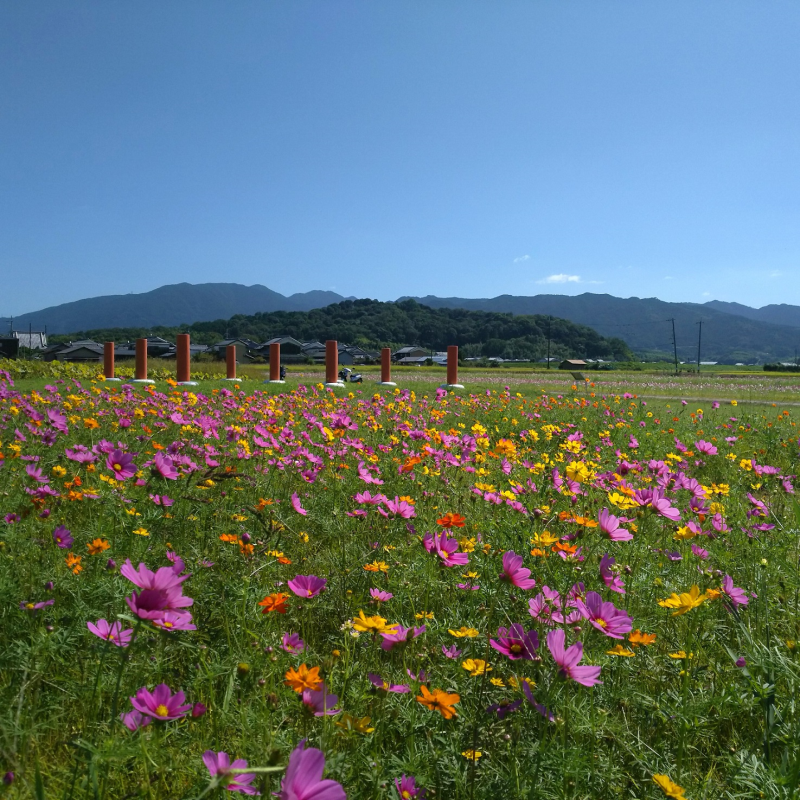 天香具山への眺望とコスモス