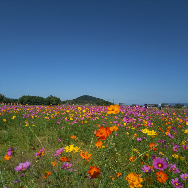 耳成山への眺望とコスモス