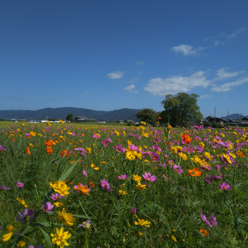 大和青垣への眺望とコスモス
