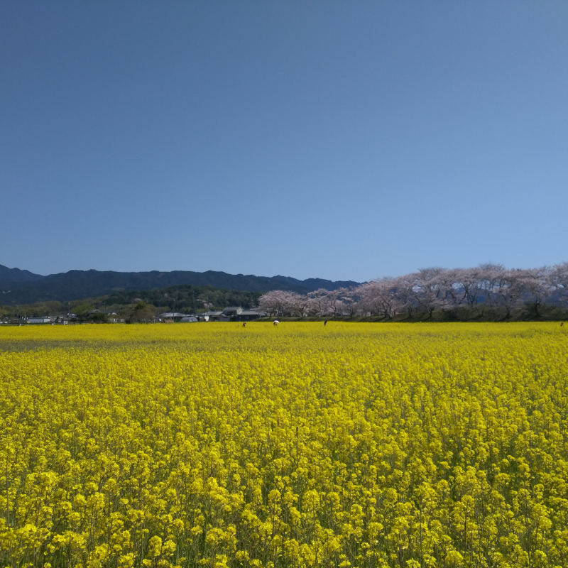天香具山への眺め