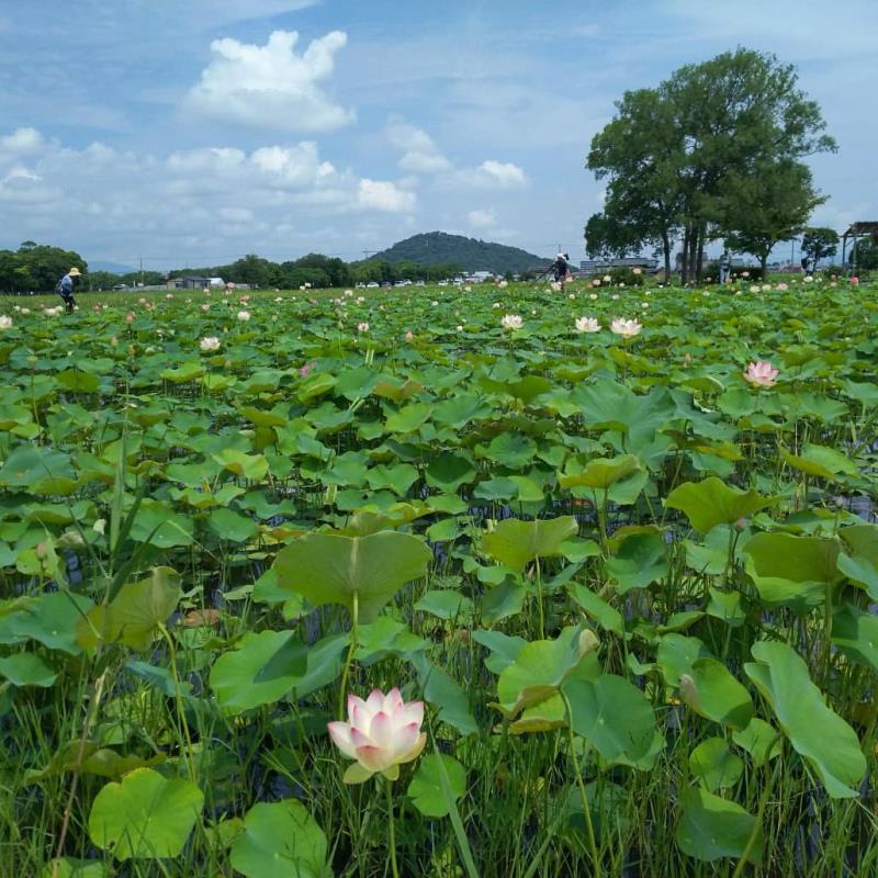 耳成山への眺め