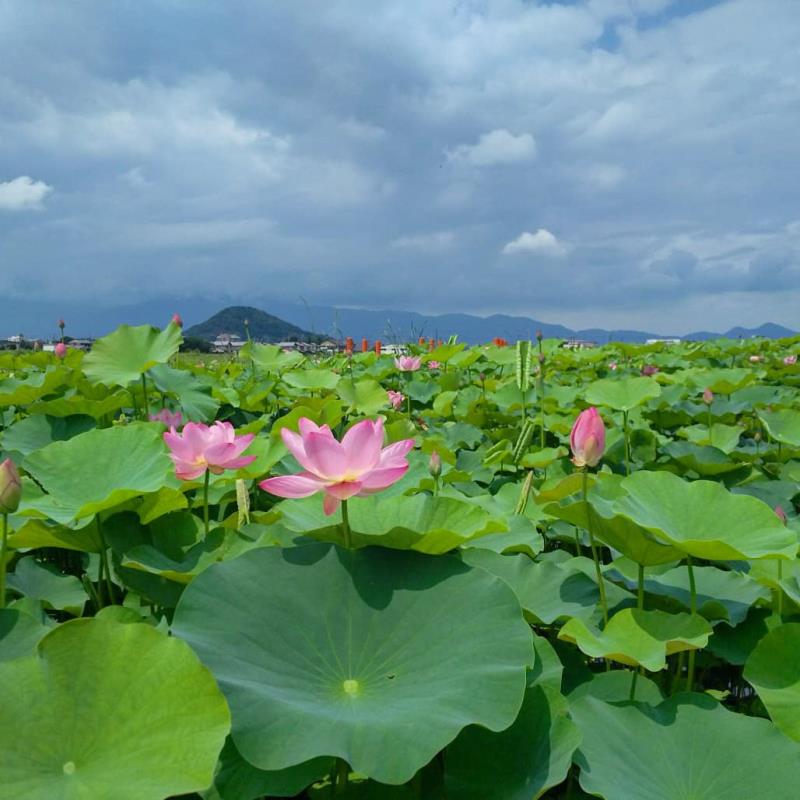 畝傍山への眺め