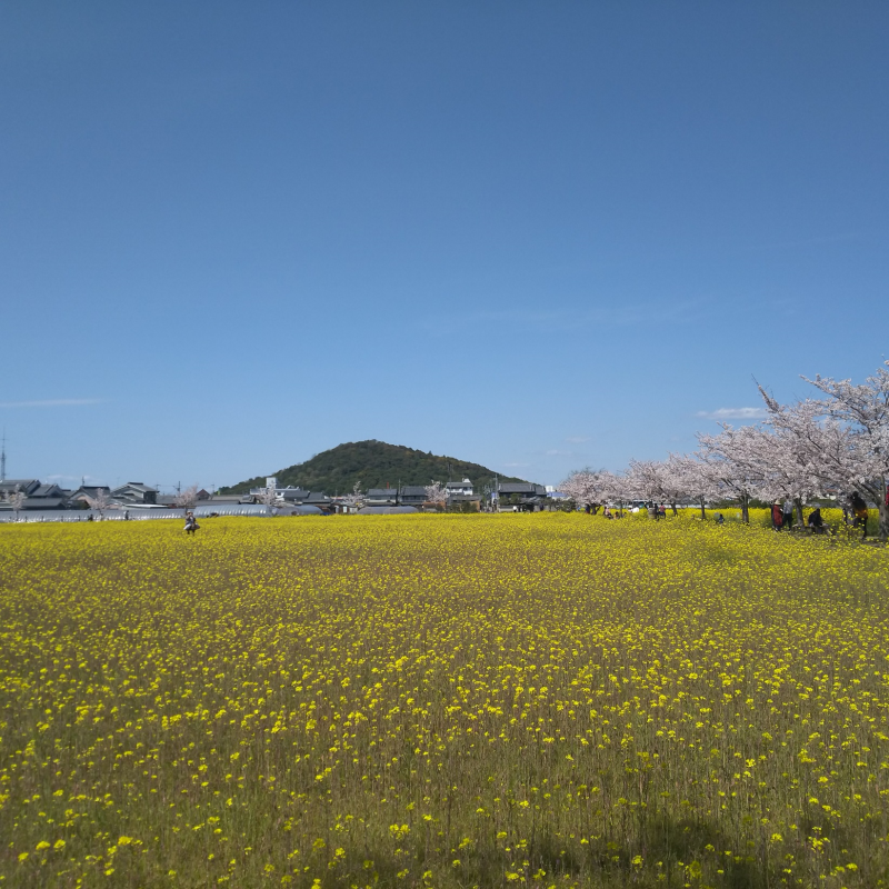 耳成山への眺め