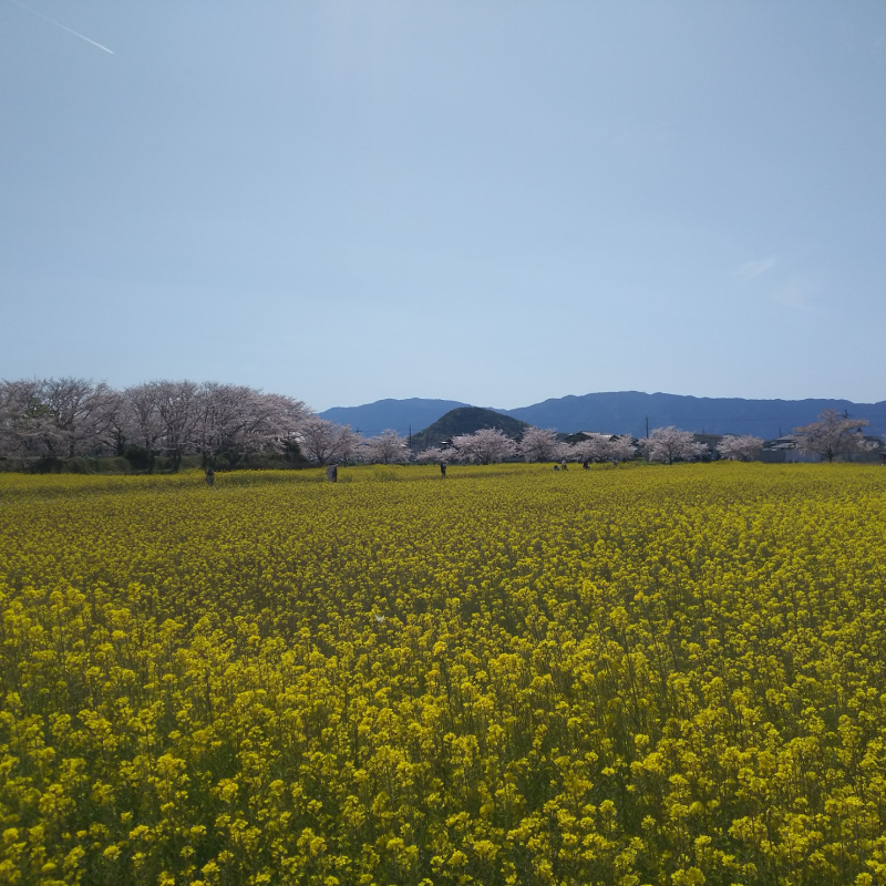 畝傍山への眺め