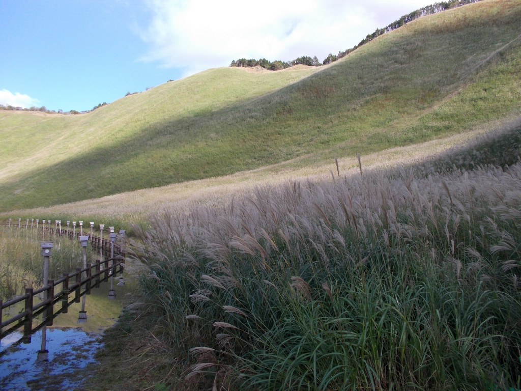 ススキの季節1
