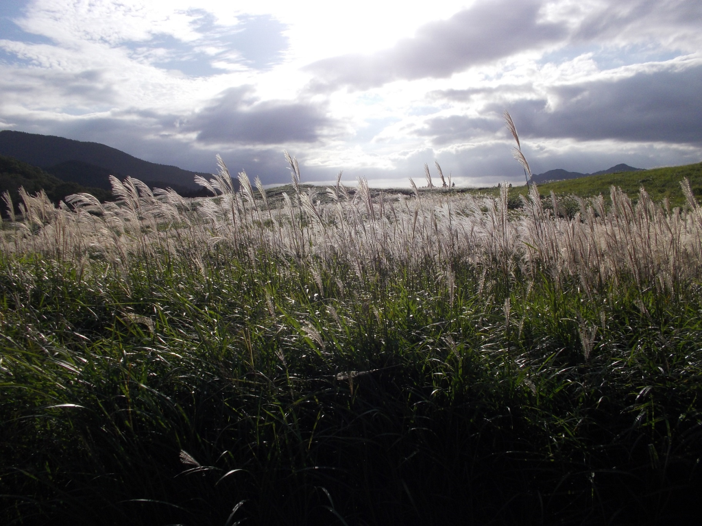 ススキの季節2