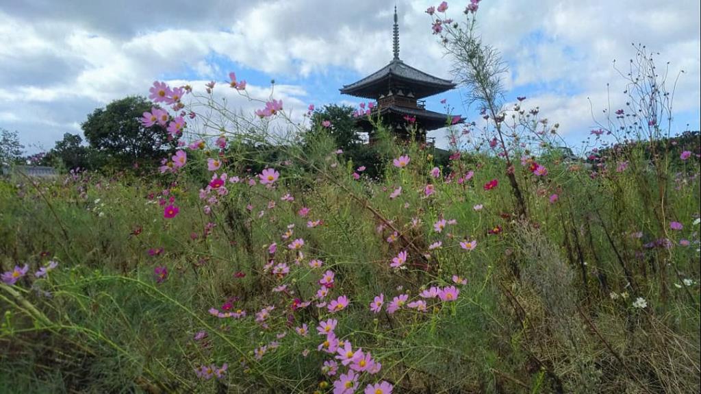 コスモス畑越しに法起寺三重塔が眺望できる主要地方道奈良大和郡山斑鳩線沿い