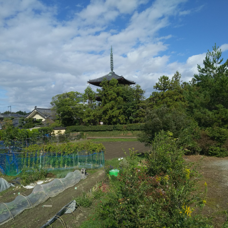 法輪寺が眺望できる自転車道沿い5