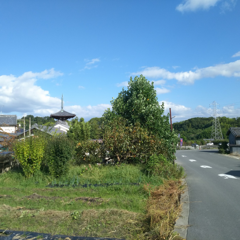 法輪寺が眺望できる自転車道沿い3